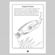 Australian FISHES Colour and Learn MM50692