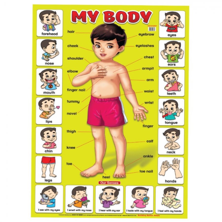 My Body - Educational Chart (MM58389) - Click Image to Close